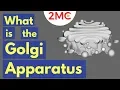 The Golgi Apparatus Structure and Function The Endomembrane System