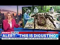 Lagu The Giant J’Ba Fofi Spider Is Real — And the Truth Is Worse Than the Legends!
