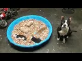 Tri color Pitbull Puppies