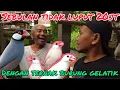 Download Lagu GEREBEK KANDANG BUDIDAYA BURUNG GELATIK JAWA PENCETAK MATA MERAH. #pawirodoro #javasparrow #finch