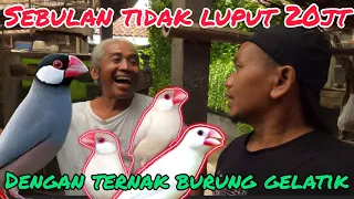 Download GEREBEK KANDANG BUDIDAYA BURUNG GELATIK JAWA PENCETAK MATA MERAH. #pawirodoro #javasparrow #finch MP3