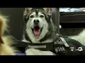 Ru s first day Meet Castle Rock PD s therapy dog that has his own children s book