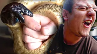 PAINFUL PYTHON BITE BRIAN BARCZYK