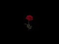 Assala - El Ward El Balady (slowed) | (آصالة - الورد البلدي (بطيء