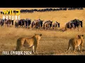 Download Lagu WILD SAVANNAH | The Migration Journey and Challenges in the Land of Predators | Animal documentary