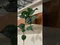 Vídeo do produto