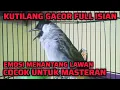 Lagu KUTILANG GACOR ISIAN FULL EMOSI MEMANCING LAWAN BUNYI