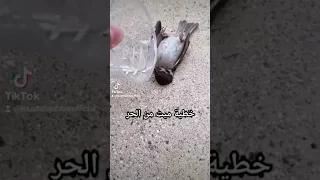 عصفور ميت من الحر خطية شوفوا شصار فيه 