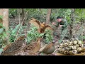 Set traps and catch wild quail to bring back and care for them | survival skills