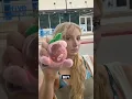 Fortune telling squishy decides my SHOPPING SPREE