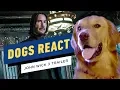 Video di Dogs React to the John Wick 3 Trailer