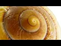 sea shell  sounds