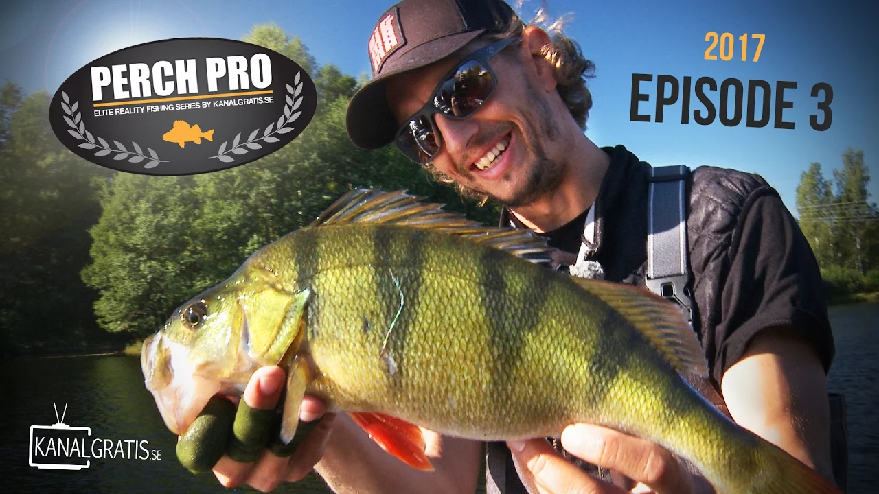 video Perch pro 2017