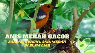 suara burung anis merah gacor di alam liar anis merah alami di habitatnya burung anis merah