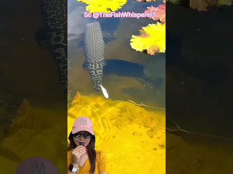 Awas ikan monster ⁉️#funny #animals #shortsviral