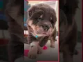 Adorable Puppy RUSHED to Vet with Fishing Hook in Cheek