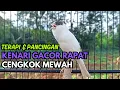 Download Lagu MASTERAN KENARI GACOR NGEROL PANJANG JITU UNTUK PANCINGAN Kenari Paud AGAR cepat Bunyi DAN GACOR