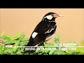 MP3 Kicau Masteran Burung Jalak Suren Isian Full