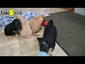 Lively Cavapoo Puppies