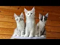 Maine Coon Kittens Growing Up - Day 1 to 100