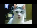 OMG Cat - No Copyright Gif