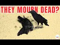 Crow Funeral Do Crows Mourn Their Dead