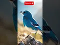 Download Lagu Masteran Burung #wambi #kacer #murai #pentet ##branjangan #konin #sogon #anis
