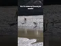 Download Lagu I😅 present to you: the Vervet Monkey River-Crossing Olympics!🐒#Monkey Madness#Vervet Monkey#Wildlife