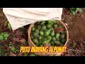 Download Lagu PUTU MAYANG ALPUKAT | JEJAK SI GUNDUL (11/06/21)