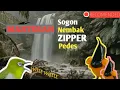 Lagu Masteran Sogon‼️Sogon Nembak‼️Isian Zipper pedes