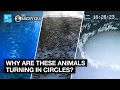 No these s of animals moving in circles are not proof of any conspiracy theory
