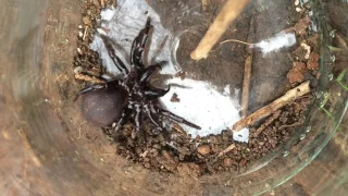 Victorian funnel web spider Dandenong Ranges Australia