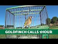 10 YEARS of GOLDFINCHES SINGING CALLS Channel Compilation