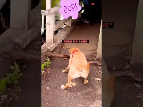 Este perro no hay quien lo pare 🦮😁