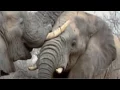 ELEPHANT MATING WITH RHINO WHY Animal Planet Documentary 2016
