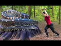 Download Lagu Harvest ANACONDA TUBER in Tree Trunk Goes to market sell - Harvesting \u0026 Cooking | Susan Daily Life