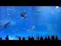 Download Lagu 10 Hours of Okinawa Churaumi Aquarium