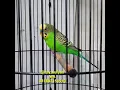Download Lagu Burung parkit isian burung gereja