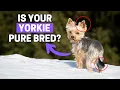 How to Tell If a Yorkshire Terrier Puppy Is Purebred