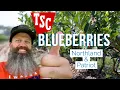 Tractor Supply Blueberries are they worth it Patriot Northland highbush EP 105