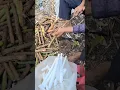 Download Lagu Fun Job With This Rice-- Paper Plant Herbal Medicine  #plants #asmrvideo