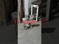 Download Lagu kucing terhipnotis ketika mendengar musik pemujaan Mesir kuno?