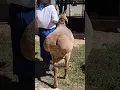 Download Lagu Sheep walk ✡ fat tailed sheep ✡ hissar sheep.                         #sheep #sheep'sWorld
