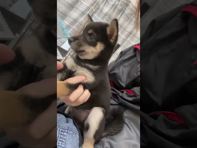 動画