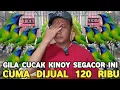 Download Lagu SEDIH GAK LAKU LAKU !! MAS MANTO AKHIRNYA JUAL CUCAK KINOY GACOR DOR CUMA 120 RIBU DI PB PRAMUKA