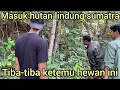 MASUK KE HUTAN LINDUNG SUMATRA MALAH KETEMU HEWAN INI