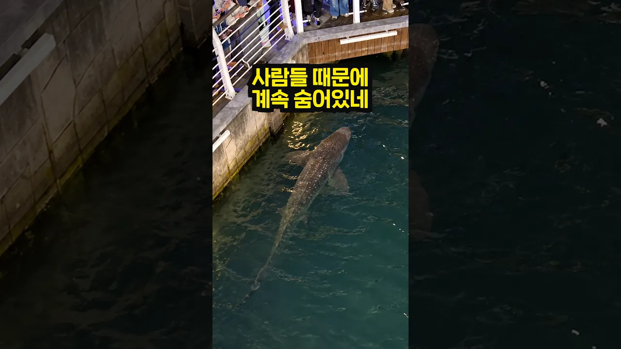 부캉아 이제 제발 먼 바다로 돌아가라
