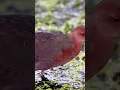 Download Lagu suara burung tikusan mata merah