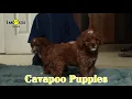 Friendly Cavapoo Puppies
