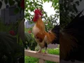 Download Lagu Suara kokok ayam kate